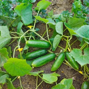 Cucumber Hybrid F1 Seedlings