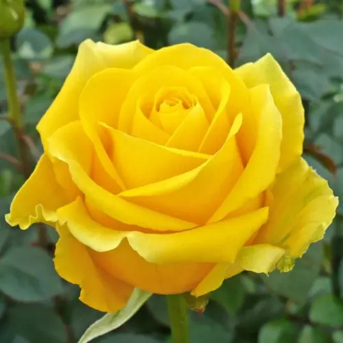 English Yellow Rose Plant price in Pakistan
