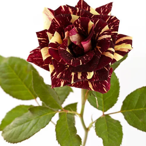 Black tiger rose plant with dark maroon blooms in pot