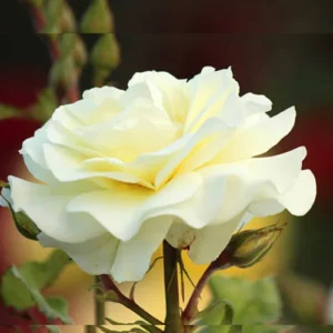 English White Rose Plant price in Pakistan with fully bloomed creamy white petals