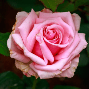 Original English Pink Rose Plant with Large Fragrant Blooms