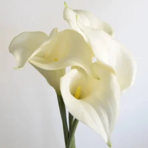 White Calla Lily bulb blooming with elegant trumpet-shaped flowers in a garden pot