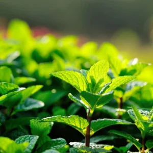 Mint seedlings germinating in seed tray for home garden