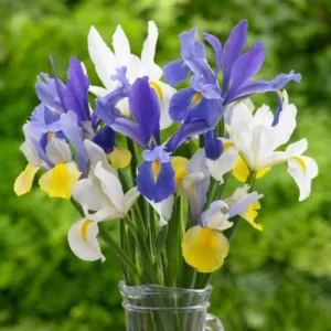 Iris Flower Bulbs – Mix Color (5 Bulbs)