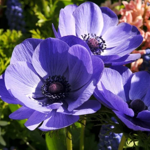 Anemone Flower Bulbs – 5 Bulbs Mix Color