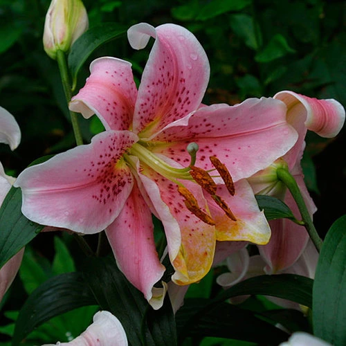 Lilium Flower Bulbs — 5 Bulbs Mix Color