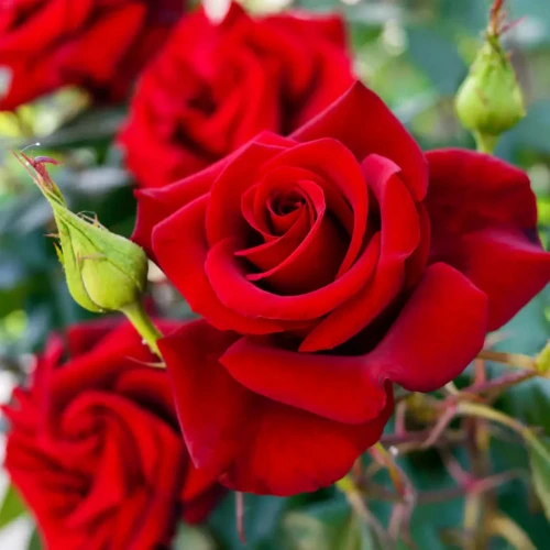 english red rose plant for home garden pakistan