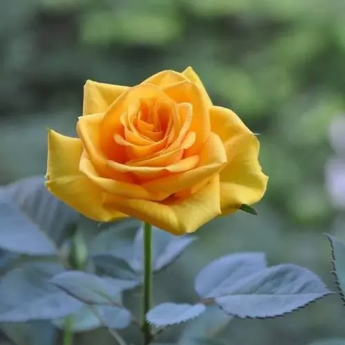 English Yellow Rose Plant price in Pakistan Potted