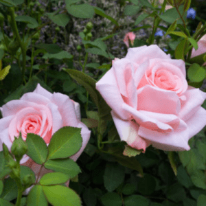 Original English Pink Rose Plant with Large Fragrant Blooms