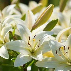 Lilium Flower Bulbs — 5 Bulbs Mix Color