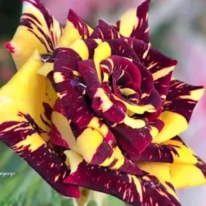 Black tiger rose plant with dark maroon blooms in pot