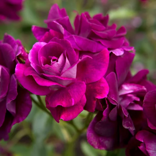 English Purple Rose Plant in Pakistan