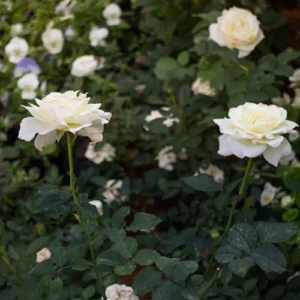 English White Rose Plant price in Pakistan with fully bloomed creamy white petals