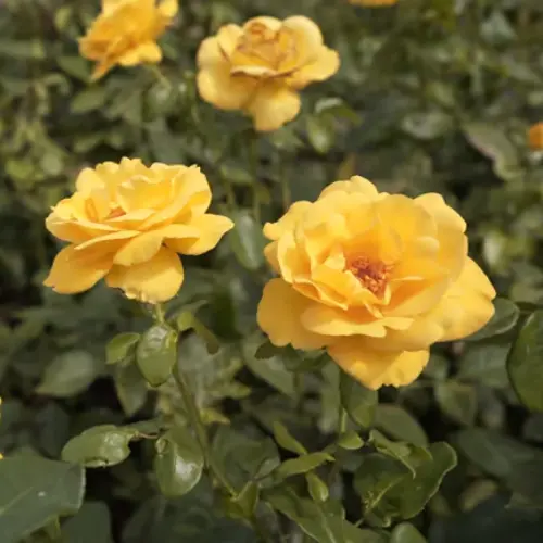 English Yellow Rose Plant price in Pakistan Potted