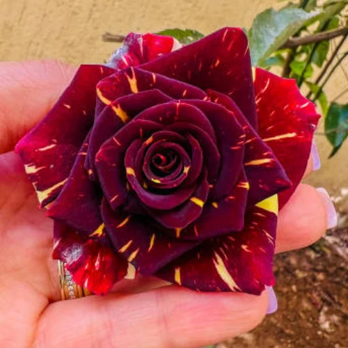 Black tiger rose plant with dark maroon blooms in pot