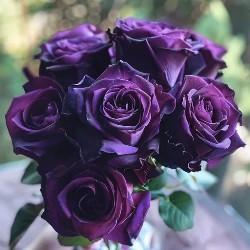 Deep purple English Rose blooming