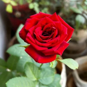 english red rose plant for home garden pakistan