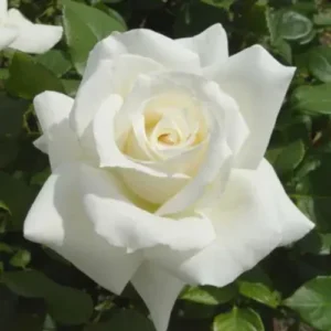 English White Rose Plant in Pakistan with fully bloomed creamy white petals
