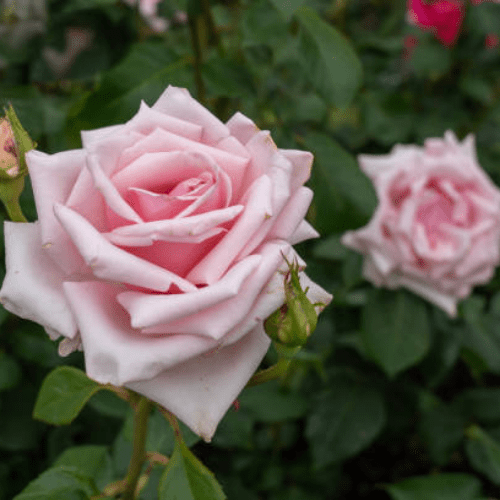 English Pink Rose Plant in Pakistan — Pink Rose Bush for Home Garden Pakistan