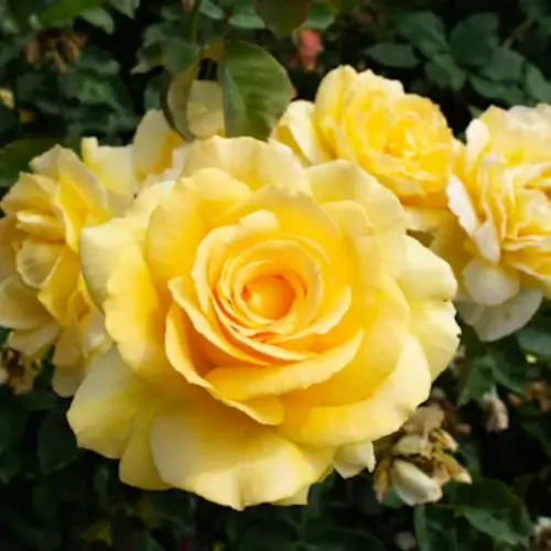 English Yellow Rose Plant in Pakistan Garden