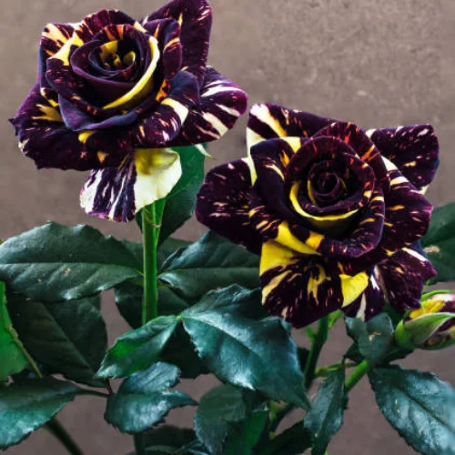 Black tiger rose plant with dark maroon blooms in pot