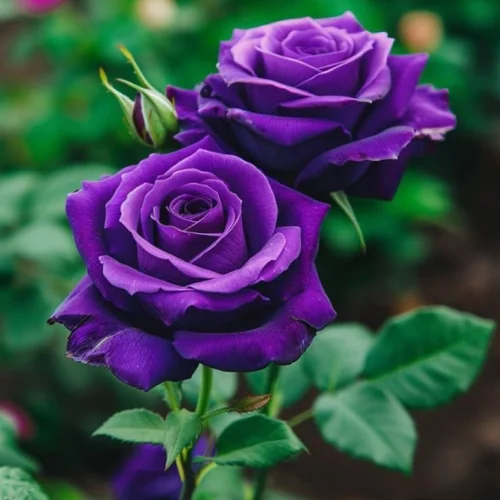 English Purple Rose Plant ,Deep purple English Rose blooming in Pakistan