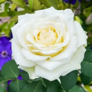 English White Rose Plant in Pakistan with fully bloomed creamy white petals