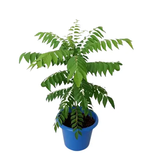 urry patta plant live plant in po