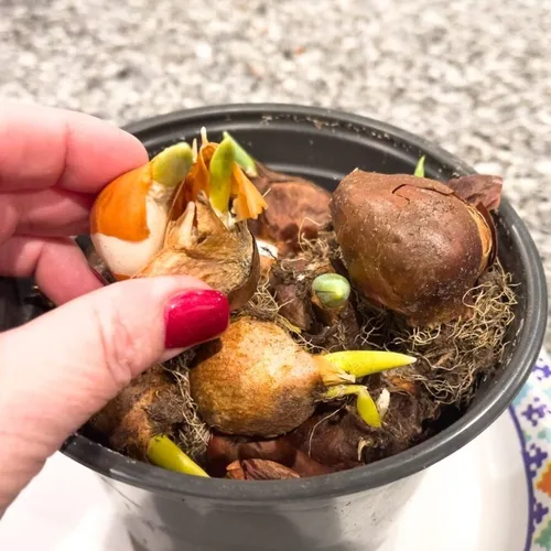 germinated tulip bulbs in Pakistan