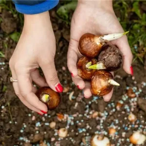 Tulip bulbs in Pakistan – fresh imported pre-chilled tulip bulbs in mix colors