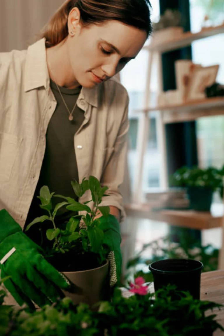 Best Indoor Plants Monsoon Care Tips in Pakistan: Keep Your Home Green & Healthy During Rainy Season buy online in Pakistan at seed beej Indoor Plants Monsoon Care Tips in Pakistan