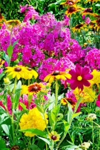 Summer flowering plants in Pakistan for colorful home gardens