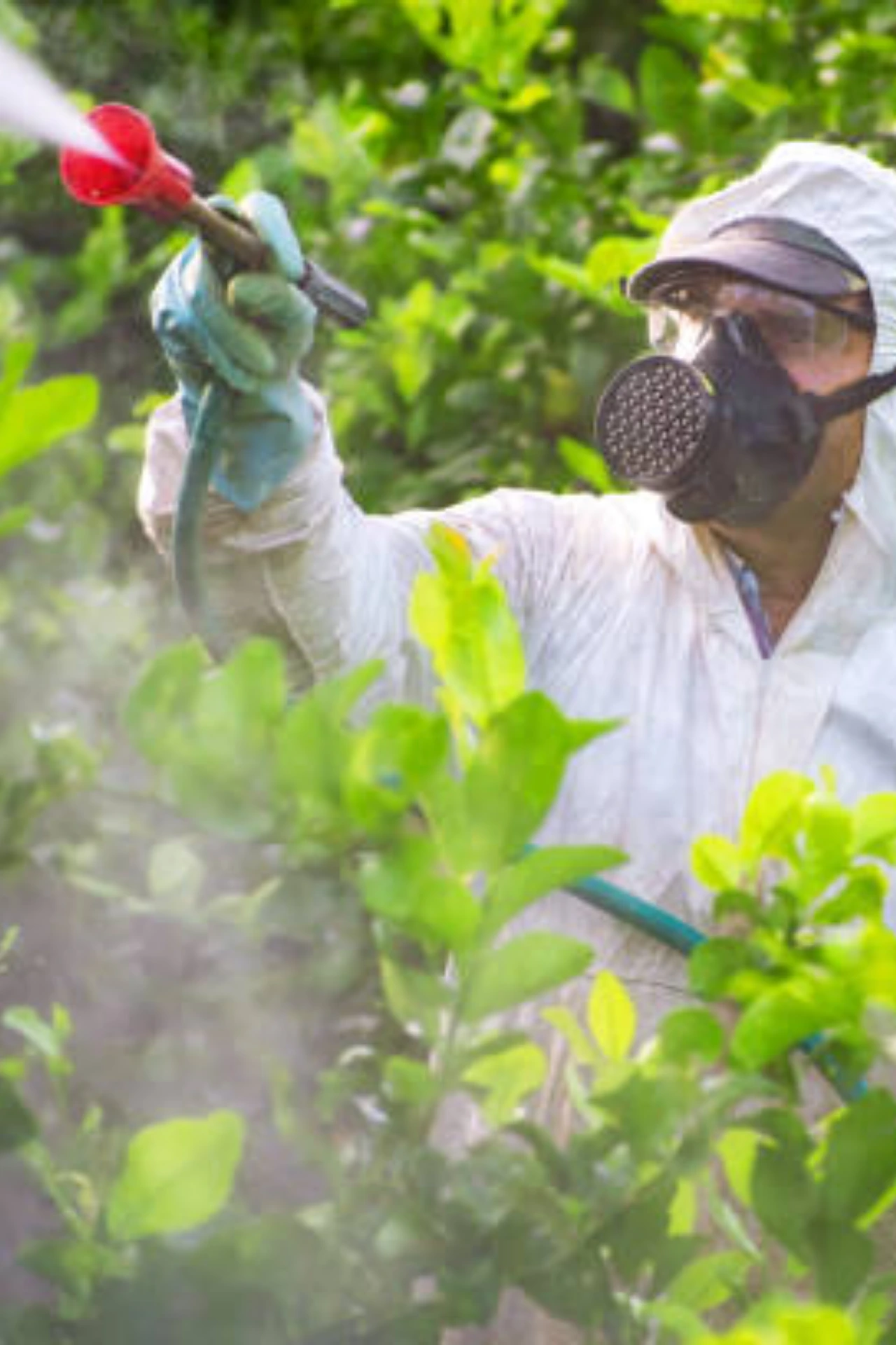 Plant Care and Maintenance for Pest control in Pakistan