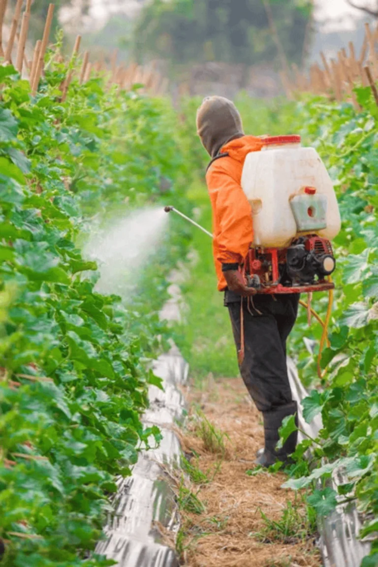 Best Plant Care And Maintenance: Smart Ways to Prevent Pests and Diseases Naturally buy online in Pakistan at seed beej Plant Care and Maintenance for Pest control in Pakistan