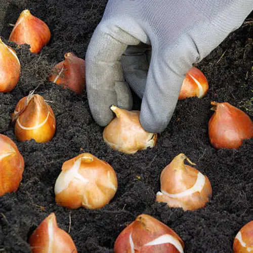 Colorful tulip flowers grown from imported tulip bulbs in Pakistan