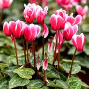 Cyclamen Mix Colour Plant with vibrant winter blooms in pot