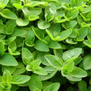 Wild Oregano Plant Growing from Seeds Wild Oregano Plant Growing from Seeds