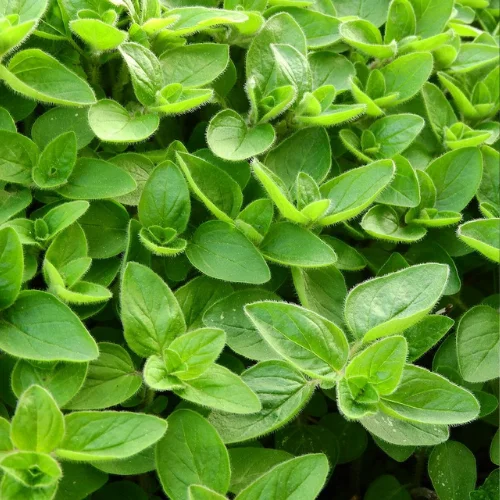 Wild Oregano Plant Growing from Seeds