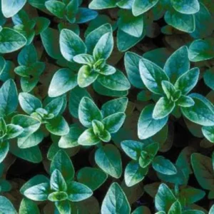 Wild Oregano Plant Growing from Seeds Wild Oregano Plant Growing from Seeds