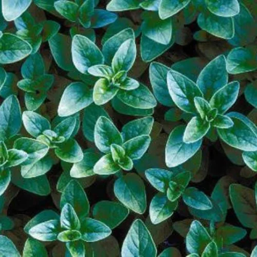 Wild Oregano Plant Growing from Seeds