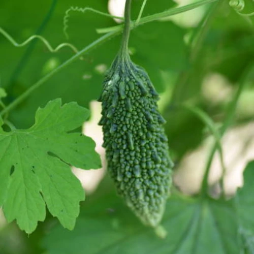 Healthy Bitter Gourd Hybrid F1 seedling with green leaves