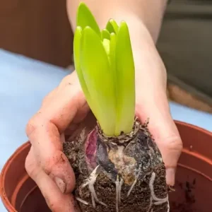 hyacinth bulbs price in Pakistan