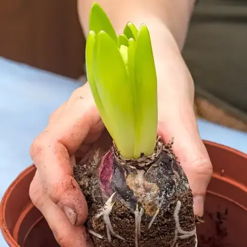 hyacinth bulbs price in Pakistan