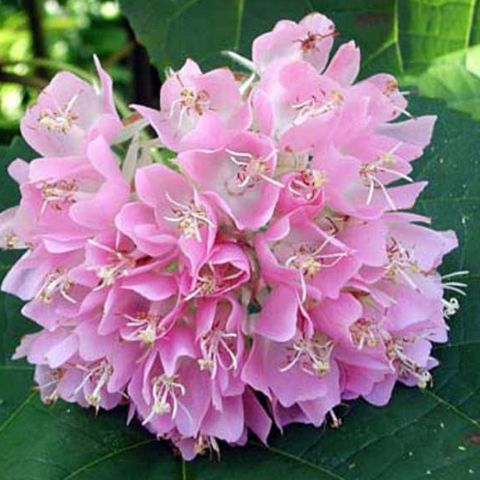 Buy Doumbia plant price in Pakistan