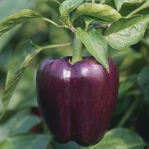 purple bell pepper capsicum plant growing