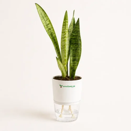 Sansevieria green snake plant with self watering pot planted in cocopeat soil