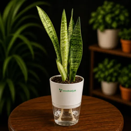 Sansevieria green snake plant with self watering pot planted in cocopeat soil