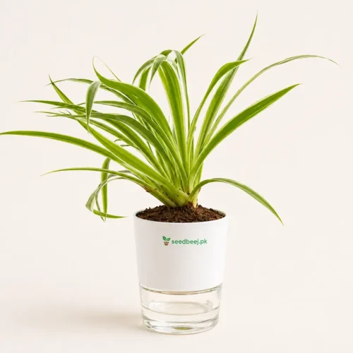 Spider plant in white self watering pot with green variegated leaves indoor decorative plant