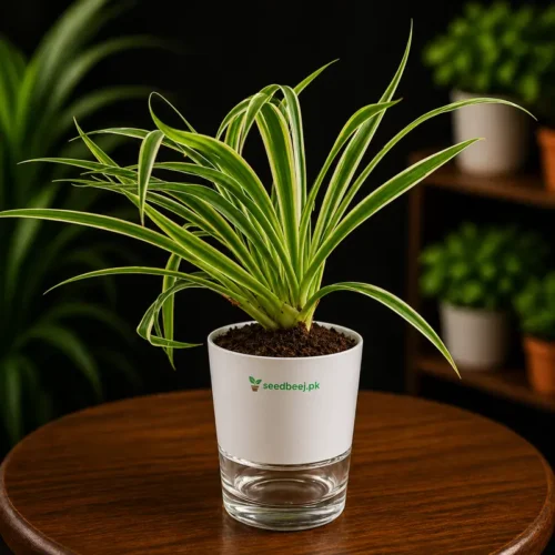 spider plant in self watering pot
