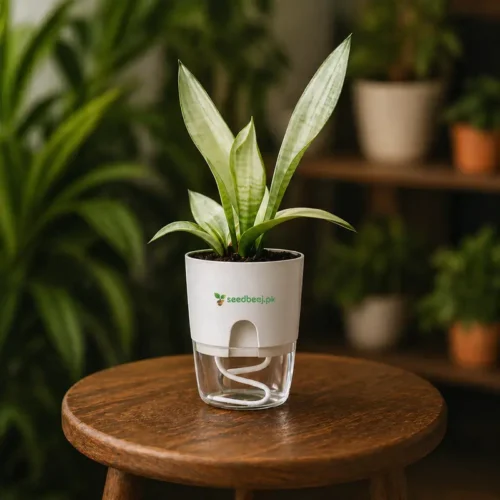 Sansevieria Moonshine Plant (Snake Moonshine) with Self Watering Pot